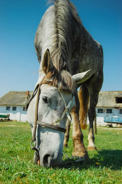 Koně se pasou zblízka — Stock fotografie