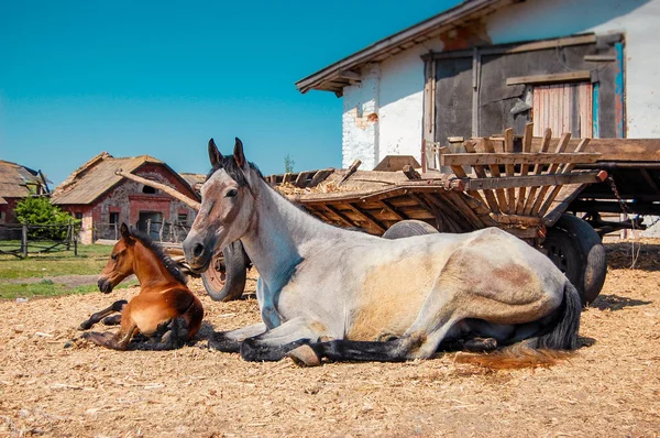 Volwassen mare en veulen zijn over karren op een zonnige dag — Stockfoto