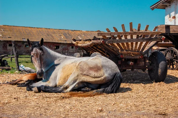 Adult mare and foal are about carts on a sunny day — Stock Image Adult mare and foal are about carts on a sunny day Royalty Free Stock Images