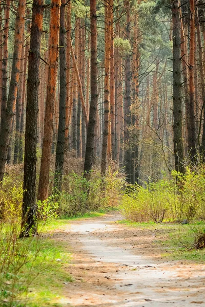 Bosque de pino y sendero — Foto de Stock