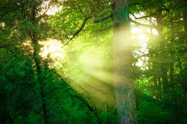 Sonnenlicht durch die Bäume — Stockfoto