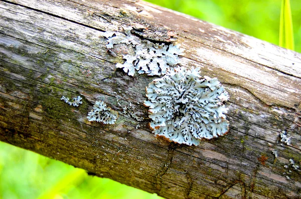 树上的不同苔藓 — 图库照片