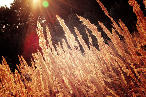 фон сухой травы с солнцем
