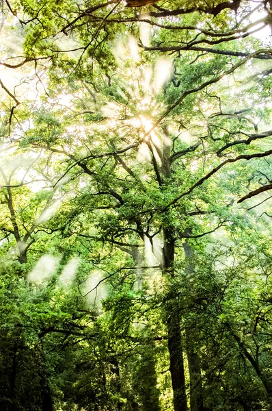 Grüne Baumkrone mit einem Schimmer von Sonnenlicht — Stockfoto