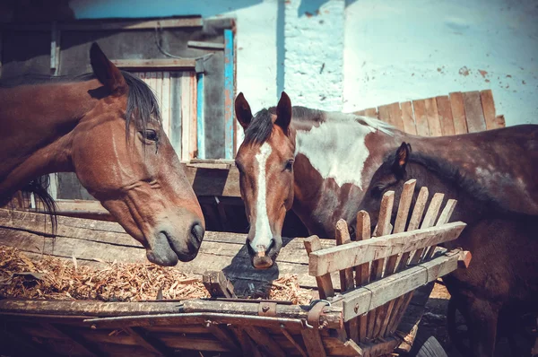 Bozal caballos comer heno — Foto de Stock