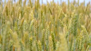 Sivri arpa, buğday Rüzgar Mısır dolu bir alanda hareket