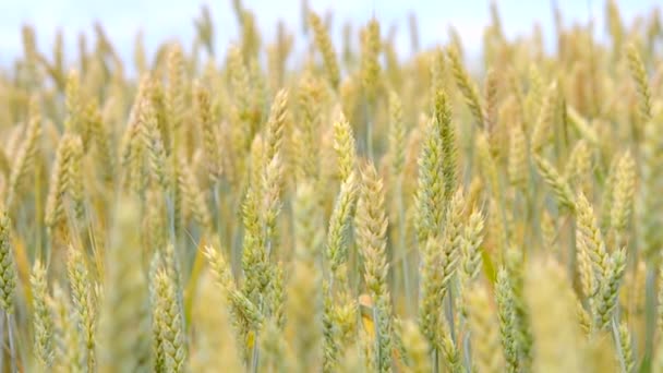 Шпильки пшениці, що ростуть у полі і хитаються від удару вітру — стокове відео