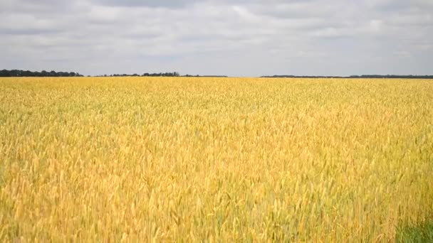 晴れた日の熟した小麦のフィールド — ストック動画