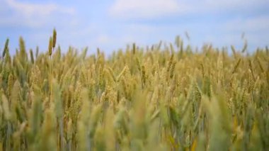 buğday tarlasında büyüyen ve rüzgarda sallanan mısır kulakları