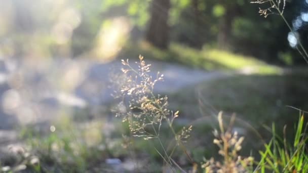 森の中で道路の脇の草の夏乾燥ブレード — ストック動画