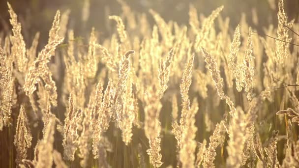 Herbe de plumes sèches au soleil dans la soirée d'été — Video