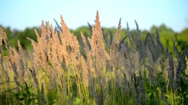 Сухая пушистая трава на фоне зеленых листьев, качающихся на ветру — стоковое видео