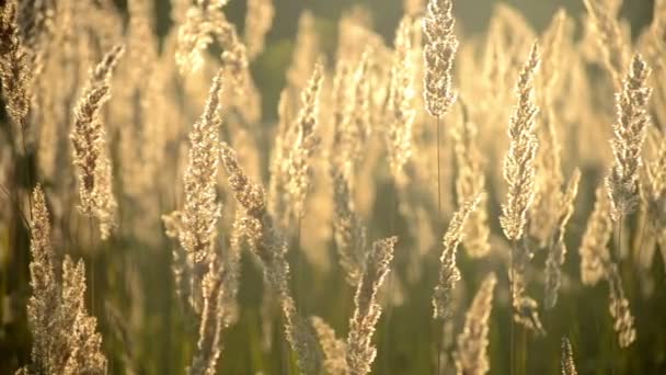 Hierba seca esponjosa con el sol brillando primer plano — Vídeos de Stock