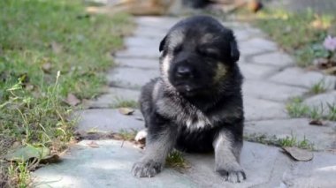 siyah Alman çoban köpek