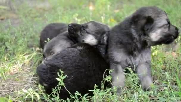 Drie Blind puppy in het gras — Stockvideo