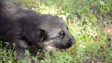 Üç Alman çoban köpek yavrusu şarap