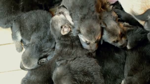 Muchos cachorros pastor alemán perro gimoteo — Vídeos de Stock