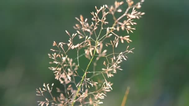 Trockener Grashalm aus nächster Nähe — Stockvideo