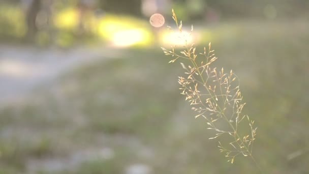 Lame sèche d'herbe le long de la route — Video