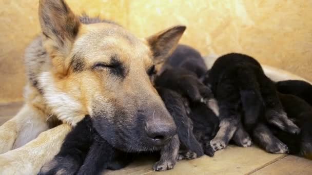 muselière chien berger allemand fermer et pattes chiots sucer lait 