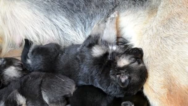 One German shepherd puppy dog sleeps about mom — Stock Video