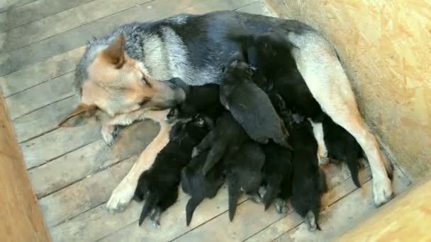 Grote hond herder voedt haar puppies — Stockvideo