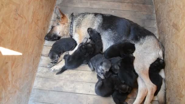 Herder en haar puppies in een doos — Stockvideo