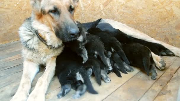 Grand chien adulte Berger nourrit ses chiots 
