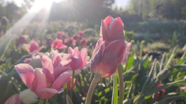 Güneşli bir bahar sabahı bahçede yetişen buz kristalleriyle birbirine yaslanmış güzel pembe laleler. Değişken kırmızı lale ve parlayan güneşli çayırdaki diğer çiçekler.