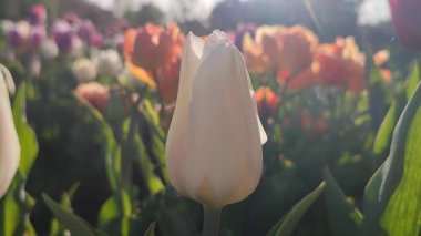 Güzel, çiçek açan lale türü. Yakın çekim. Arka planda beyaz pembe taç yaprakları olan büyüyen lale çiçeği güneşli bahar gününde çok renkli çiçekleri bulanıklaştırdı. Güneş ışığı Doğal arkaplan