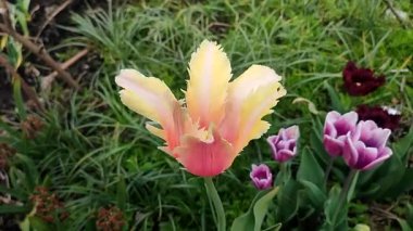 Güzel lale. Yeşil yaprakların arka planında büyüyen sarı lale çiçeği. Değişik lale çiçekleri yakın plan. Bahar günü çok renkli çiçek açan bir çiçek. Doğa Doğal arkaplan