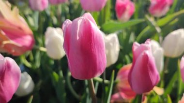 Güneşli bahar gününde birçok renkli laleler çiçek açar. Çiçek açan laleler. Çiçek açan beyaz kırmızı laleler çiçekler ve yeşil yapraklar. Çiçek açan büyüyen çiçekler. Doğa. Doğal arkaplan