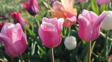 Güneşli bahar gününde birçok renkli laleler çiçek açar. Çiçek açan laleler. Çiçek açan beyaz kırmızı laleler çiçekler ve yeşil yapraklar. Çiçek açan büyüyen çiçekler. Doğa. Doğal arkaplan