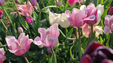 Güneşli bahar gününde birçok renkli laleler çiçek açar. Çiçek açan laleler. Çiçek açan beyaz kırmızı laleler çiçekler ve yeşil yapraklar. Çiçek açan büyüyen çiçekler. Doğa. Doğal arkaplan