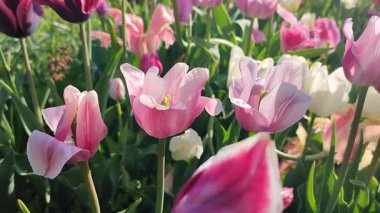 Güneşli bahar gününde birçok renkli laleler çiçek açar. Çiçek açan laleler. Çiçek açan beyaz kırmızı laleler çiçekler ve yeşil yapraklar. Çiçek açan büyüyen çiçekler. Doğa. Doğal arkaplan