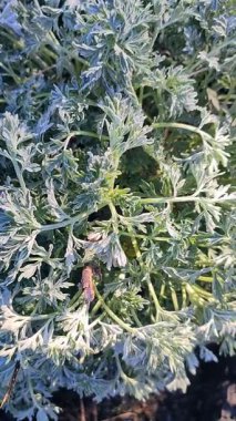 Güneşli bir bahar sabahı, kar taneleriyle kaplı yeşil yapraklar. Çiçeklerin yeşil yaprakları karla kaplıdır. Pelinotu yaprakları beyaz toprağı kristalleriyle kaplıdır. Dondurucu Dikey