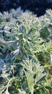 Güneşli bir bahar sabahı, kar taneleriyle kaplı yeşil yapraklar. Çiçeklerin yeşil yaprakları karla kaplıdır. Pelinotu yaprakları beyaz toprağı kristalleriyle kaplıdır. Dondurucu Dikey