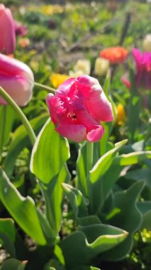 Güzel, çiçek açan lale türü. Yakın çekim. Güneşli bahar gününde, arka planda bulanık renkli çiçeklerin açtığı beyaz pembe taç yapraklarıyla büyüyen çiçek. Doğal arkaplan dikey
