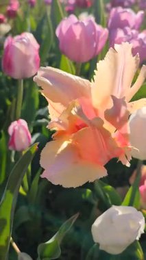 Güzel, çiçek açan lale türü. Yakın çekim. Arka planda turuncu pembe taç yaprakları olan büyüyen lale çiçeği güneşli bahar gününde bulanık, çiçek açan doğal arka plan