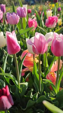 Güneşli bahar gününde birçok renkli laleler çiçek açar. Çiçek açan laleler. Çiçek açan pembe kırmızı çiçekler, yeşil yapraklar. Çiçek açan büyüyen çiçekler. Doğa. Doğal arkaplan dikey