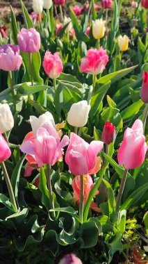 Güneşli bahar gününde birçok renkli laleler çiçek açar. Çiçek açan laleler. Çiçek açan pembe kırmızı çiçekler, yeşil yapraklar. Çiçek açan büyüyen çiçekler. Doğa. Doğal arkaplan dikey