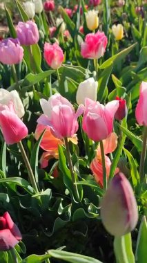 Güneşli bahar gününde birçok renkli laleler çiçek açar. Çiçek açan laleler. Çiçek açan pembe kırmızı çiçekler, yeşil yapraklar. Çiçek açan büyüyen çiçekler. Doğa. Doğal arkaplan dikey