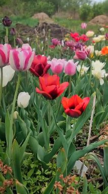 Birçok renkli laleler bahar günü çiçek açar. Çiçek açan laleler. Çiçek açan beyaz kırmızı laleler çiçekler ve yeşil yapraklar. Çiçek açan büyüyen çiçekler. Doğa. Doğal arkaplan dikey