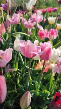 Güneşli bahar gününde birçok renkli laleler çiçek açar. Çiçek açan laleler. Çiçek açan kırmızı lale çiçekleri, yeşil yapraklar. Çiçek açan büyüyen çiçekler. Doğa Doğal Arkaplan Dikey