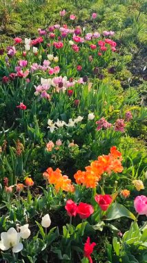 Güneşli bahar gününde birçok renkli laleler çiçek açar. Varyete açan lale. Çiçek açan beyaz kırmızı turuncu çiçekler, yeşil yapraklar. Çiçek açan büyüyen çiçekler. Doğa Doğal Arkaplan Dikey