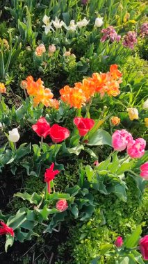 Güneşli bahar gününde birçok renkli laleler çiçek açar. Varyete açan lale. Çiçek açan beyaz kırmızı turuncu çiçekler, yeşil yapraklar. Çiçek açan büyüyen çiçekler. Doğa Doğal Arkaplan Dikey