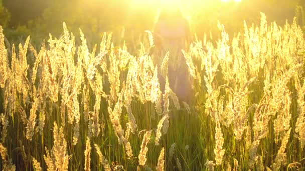 An einem sonnigen Tag geht das Mädchen langsam über das Feld — Stockvideo