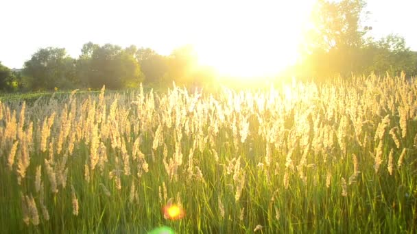 Junge Frau läuft mit hohem trockenen Gras auf das Feld — Stockvideo