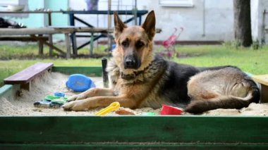 Yetişkin köpek Alman çoban parkta oturan