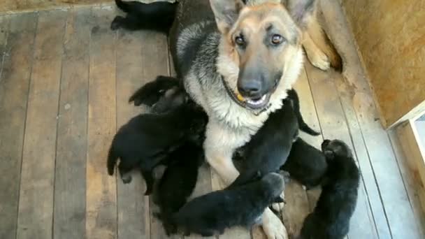 Pastor perro grande sentado en una caja, muchos cachorros corriendo — Vídeo de stock